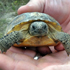 GOPHER TORTOISE GETS HELPING HAND FROM GEORGIA POWER