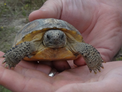 Gopher Tortoise